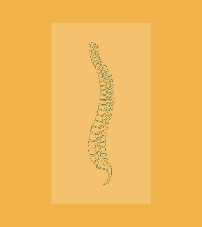 Grafik einer Wirbelsäule